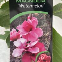 Magnolia 'Watermelon'®