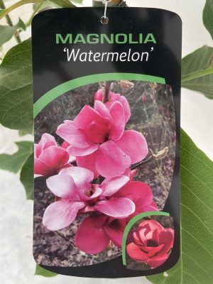 Magnolia 'Watermelon'®