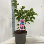 Magnolia 'Watermelon'® - Obrázek 2