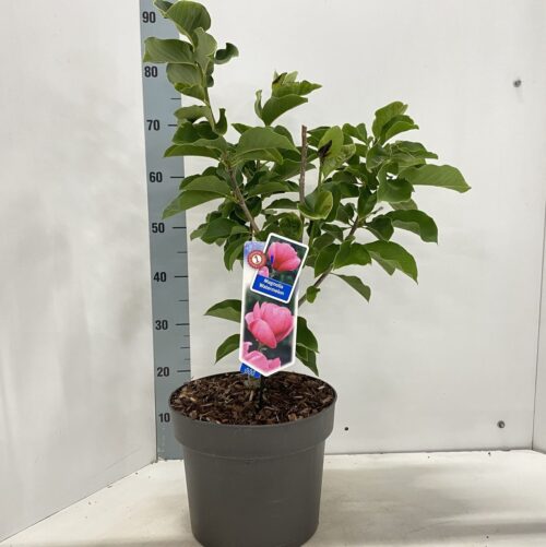 Magnolia 'Watermelon'® - Obrázek 2