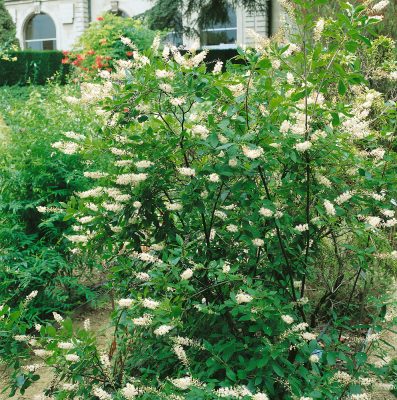 Clethra alnifolia 'Anna Bidwell' - bílý