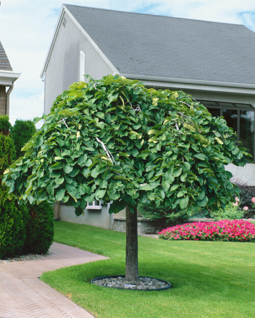 Ulmus glabra 'Pendula' - Obrázek 1