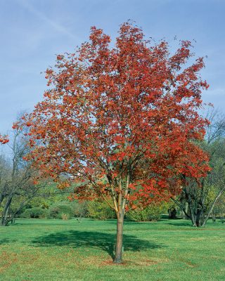 Sorbus aucuparia 'Moravica'