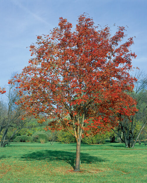 Sorbus aucuparia 'Moravica' - Obrázek 1
