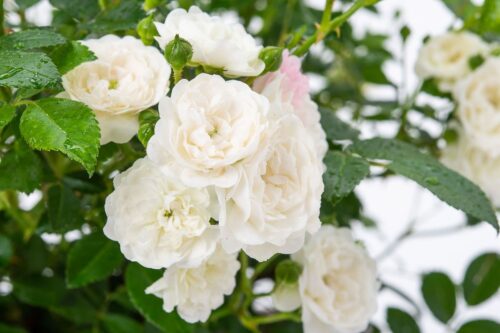 Rosa 'Crystal Fairy'®-stromková - Image 2