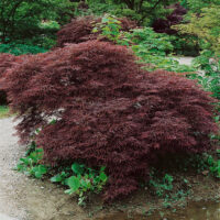 Acer palmatum ´Ornatum´