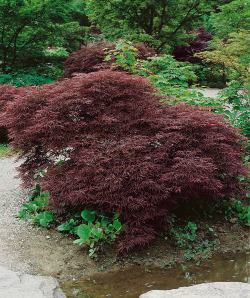 Acer palmatum ´Ornatum´ - Obrázek 1