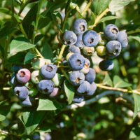 Vaccinium corymnbosum 'Zückertraube'