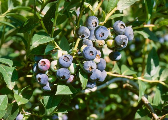 Vaccinium corymnbosum 'Zückertraube'