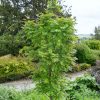 Sorbus aucuparia 'Autumn Spire' - Kontejner 10 l, v. kmínku 120 cm 2-letá kor.