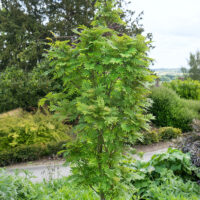 Sorbus aucuparia 'Autumn Spire'