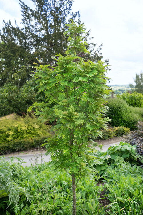 Sorbus aucuparia 'Autumn Spire' - Obrázek 1