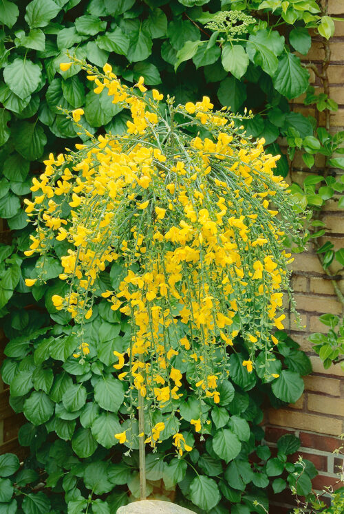 Cytisus 'Golden Tears' - Obrázek 1
