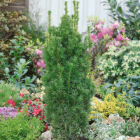 Taxus media 'Stricta Viridis'