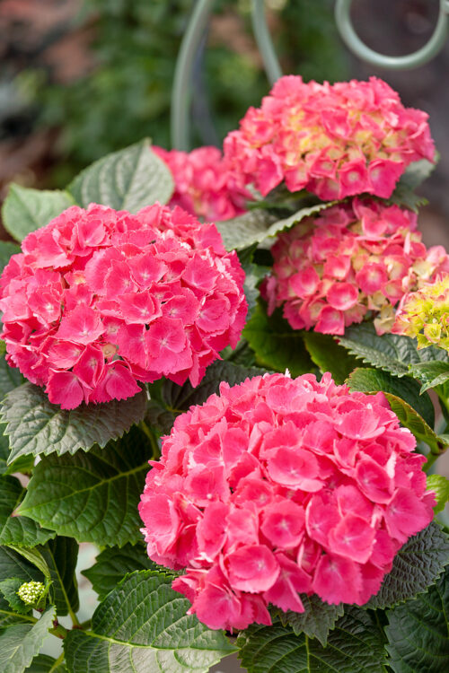 Hydrangea macrophylla 'Curly®Sparke Hot pink' (růžová) - Obrázek 1