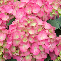 Hydrangea macrophylla 'Duro'®(růžová)