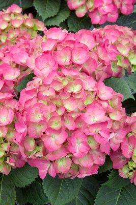 Hydrangea macrophylla 'Duro'®(růžová)