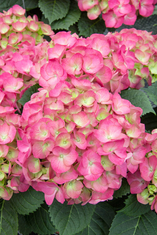 Hydrangea macrophylla 'Duro'®(růžová) - Obrázek 1