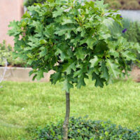 Quercus palustris 'Green Dwarf'