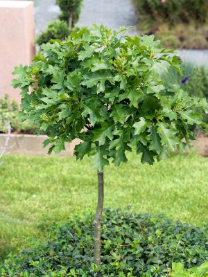 Quercus palustris 'Green Dwarf'