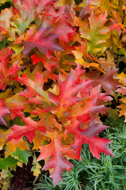 Quercus palustris 'Green Dwarf' - Obrázek 2