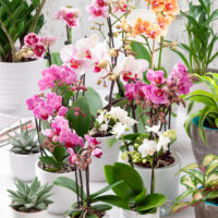 Phalaenopsis - mix