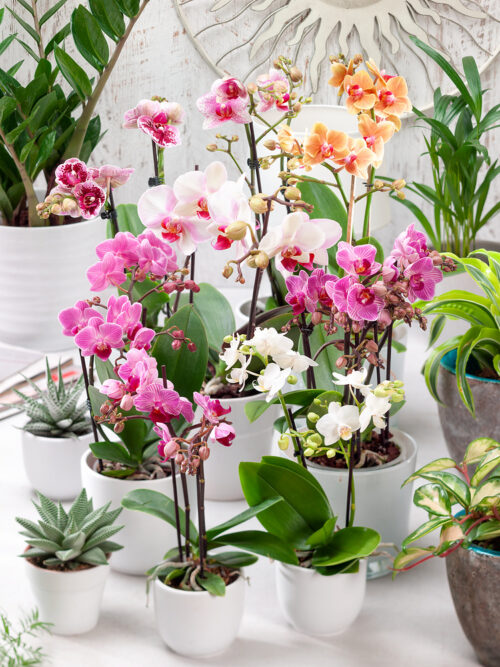 Phalaenopsis - mix - Obrázek 1