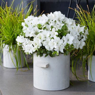 Azalea (J) Encore® 'Pure White'
