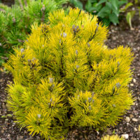 Pinus mugo 'Golden Glow'