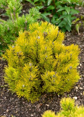 Pinus mugo 'Golden Glow'