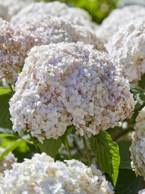 Hydrangea arborescens 'Candybelle Marshmallow'