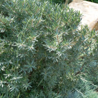 Hippophae rhamnoides 'Hicull' (samčí)