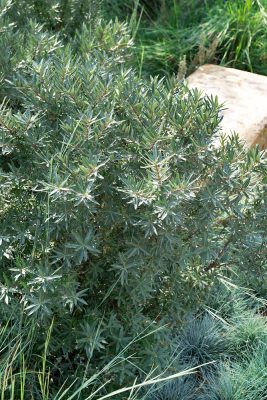 Hippophae rhamnoides 'Hicull' (samčí)