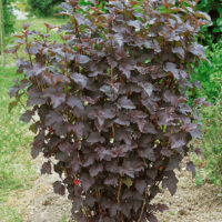 Physocarpus opulifolius 'Panther'