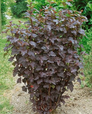 Physocarpus opulifolius 'Panther'
