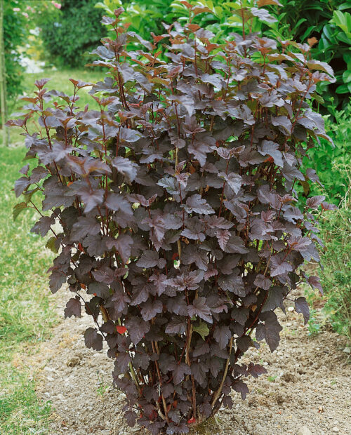 Physocarpus opulifolius 'Panther' - Obrázek 1