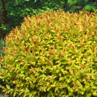 SPIRAEA JAPONICA 'Magic Carpet'