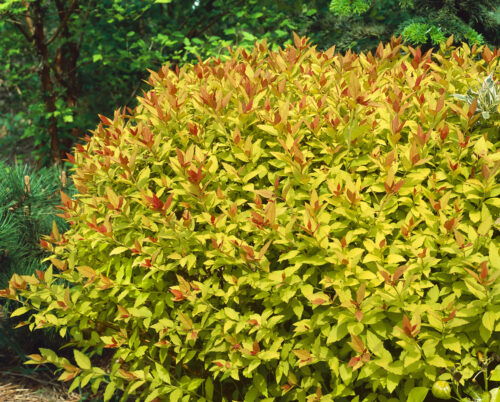 SPIRAEA JAPONICA 'Magic Carpet' - Obrázek 1