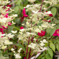 Hydrangea paniculata 'Wim´s Red'®