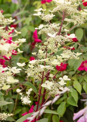 Hydrangea paniculata 'Wim´s Red'®