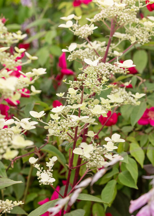 Hydrangea paniculata 'Wim´s Red'® - Image 1
