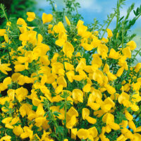 Cytisus scoparius 'Vanesse'