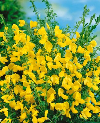 Cytisus scoparius 'Vanesse'