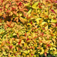 SPIRAEA JAPONICA 'Firelight'