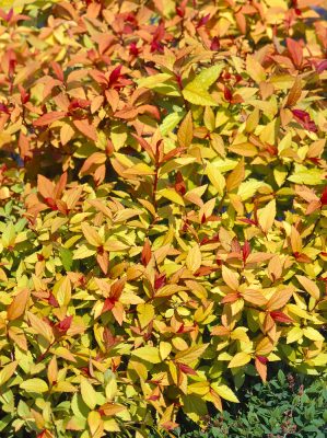 SPIRAEA JAPONICA 'Firelight'
