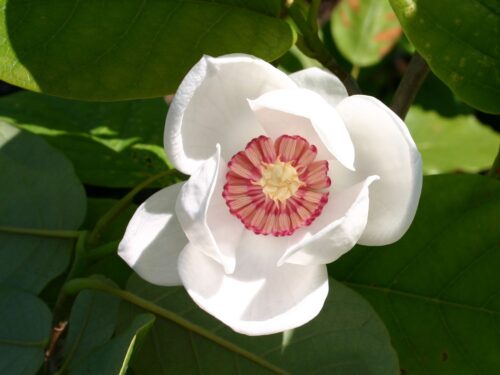 Magnolia sieboldii - Image 2