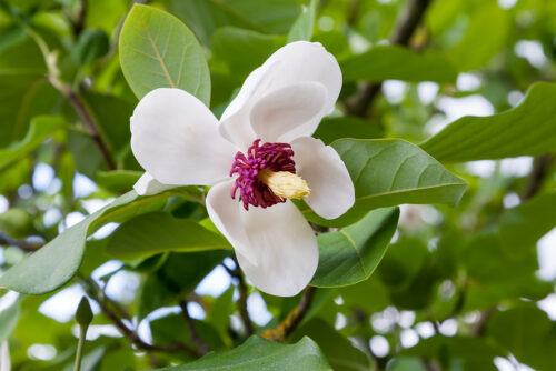 Magnolia sieboldii - Image 1