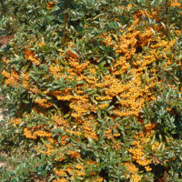 Pyracantha coccinea 'Golden Charmer'