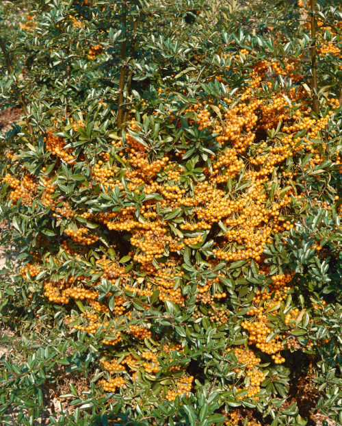 Pyracantha coccinea 'Golden Charmer' - Obrázek 1