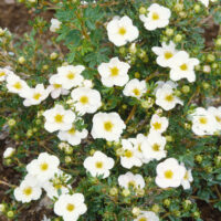 Potentilla fruticosa 'Bella Bianca'®